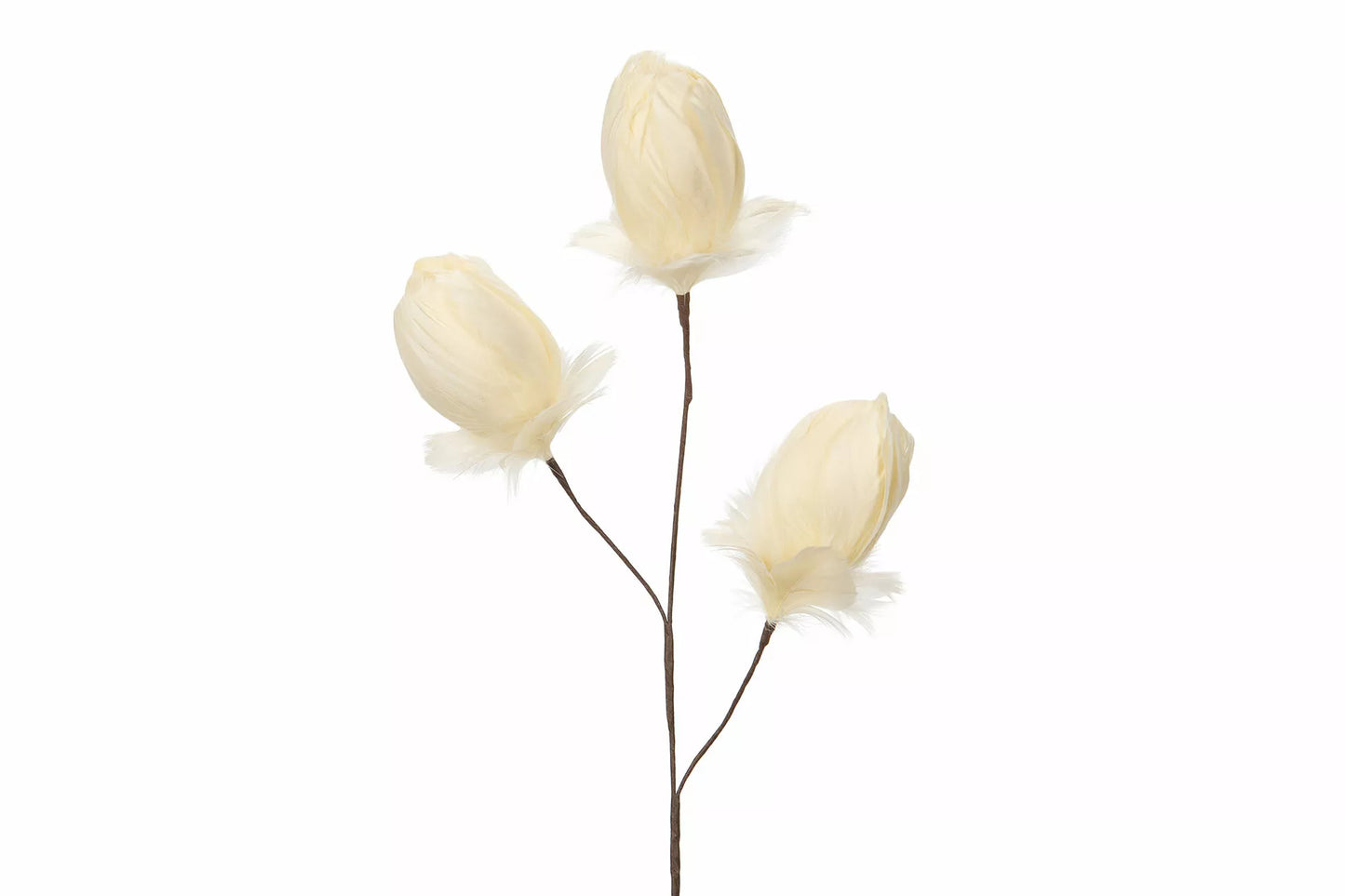 Kvist | Fjäderknopp | vanilj